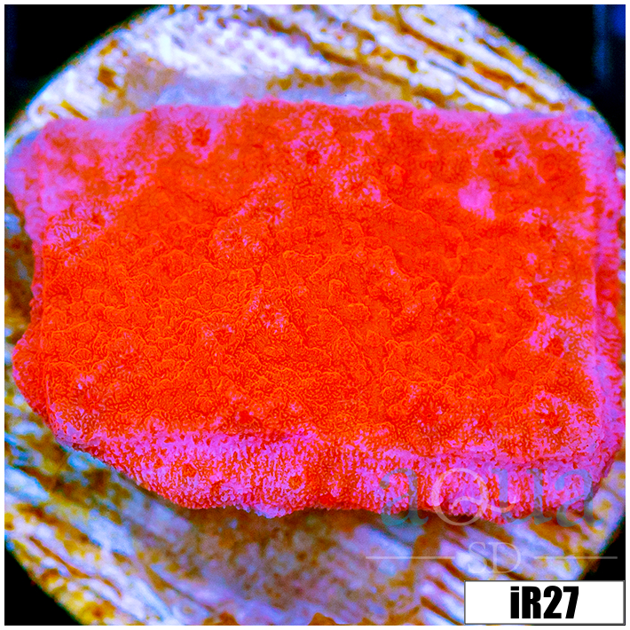 Orange Plating Monti
