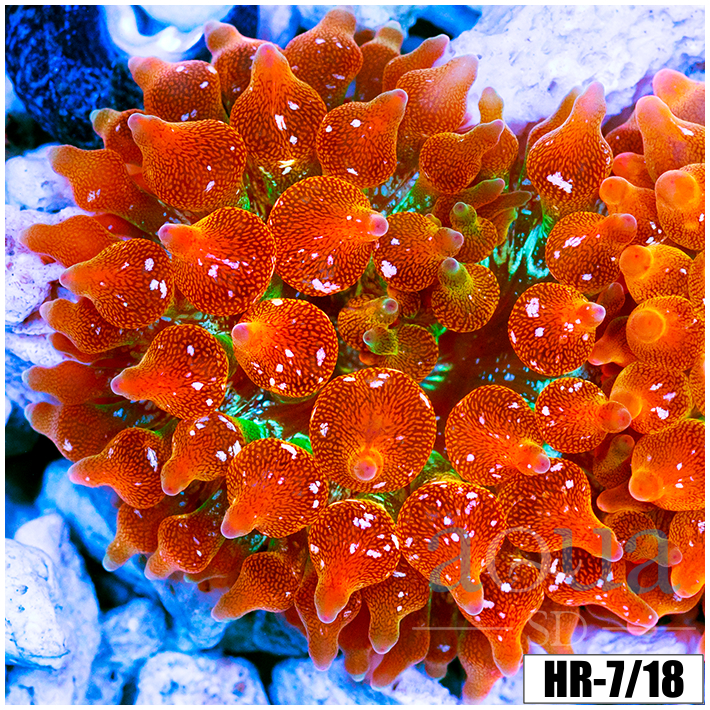 ASD Rainbow Bubble Tip Anemone