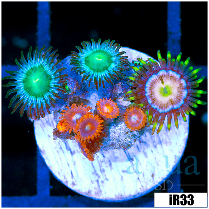 ASD Combo Zoanthids