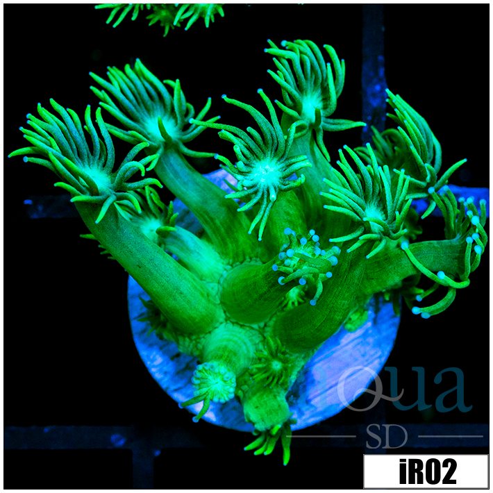 Lime Star Goni
