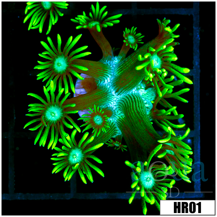 Neon Star Goni