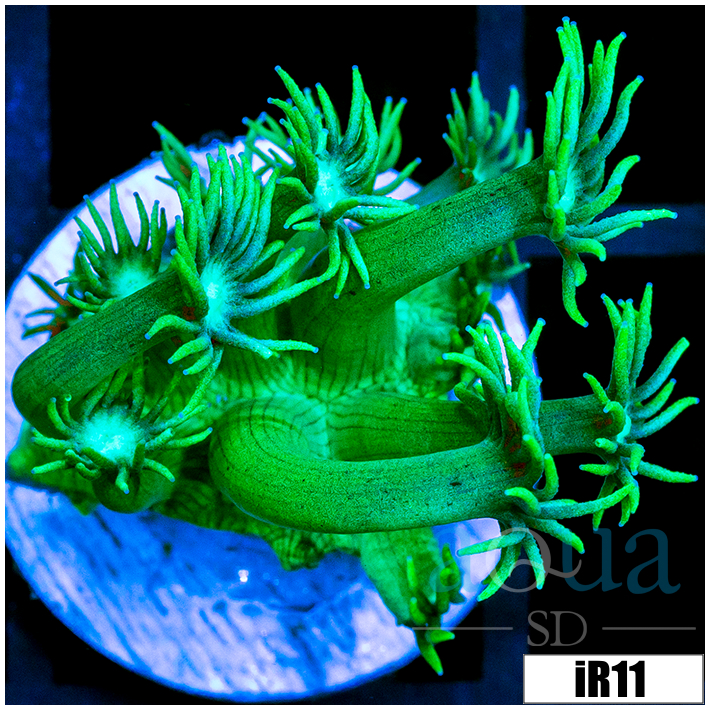 Lime Star Goni