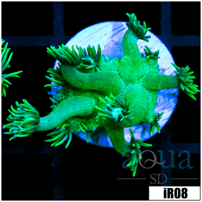 Lime Star Goni