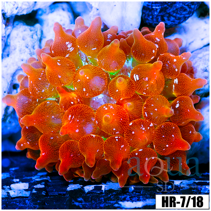 ASD Rainbow Bubble Tip Anemone
