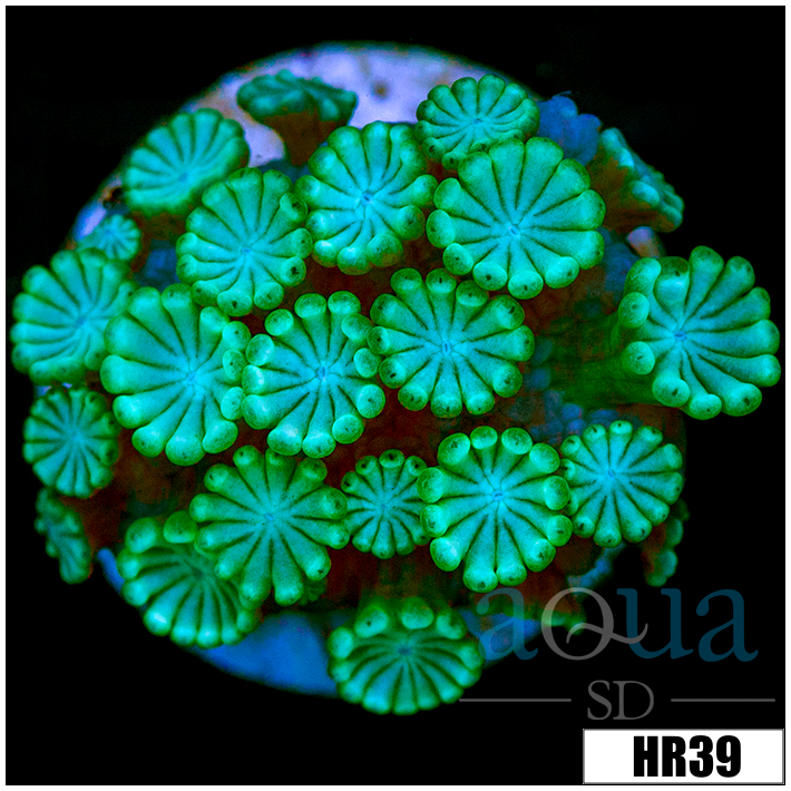 Green Petals Alveopora