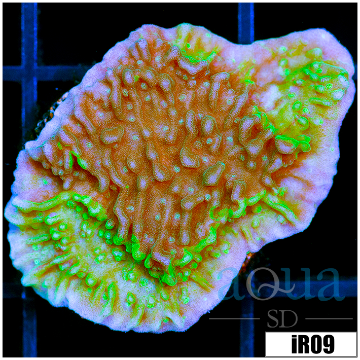 JF Cold Fusion Montipora