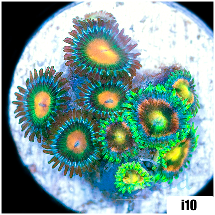 ASD Combo Zoanthids