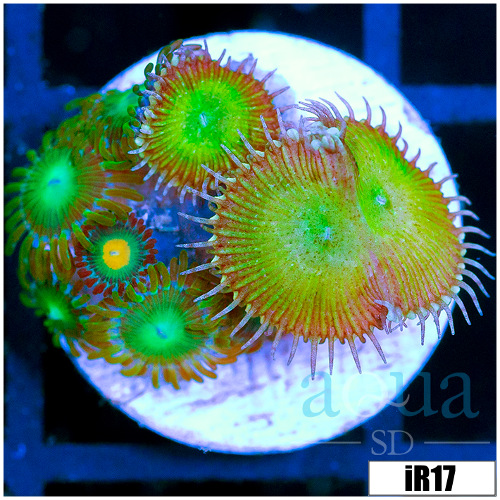 ASD Combo Zoanthids