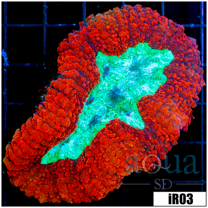 Shark Week Lobophyllia
