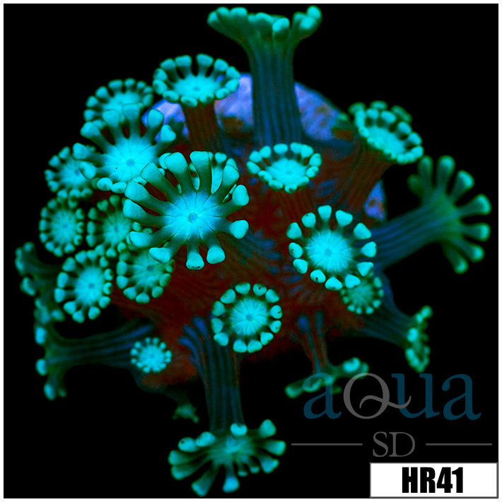 Iced Alveopora