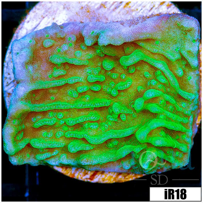JF Cold Fusion Montipora