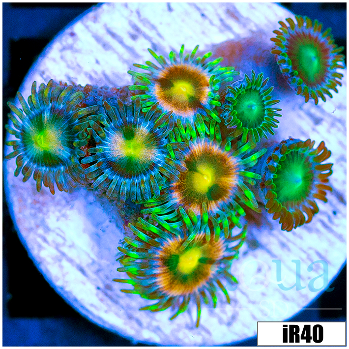 ASD Combo Zoanthids