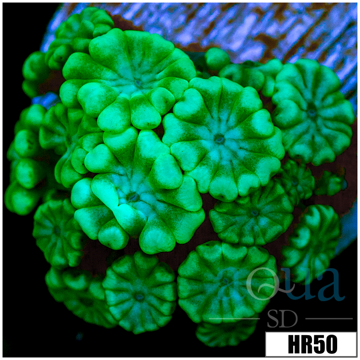 Green Petals Alveopora