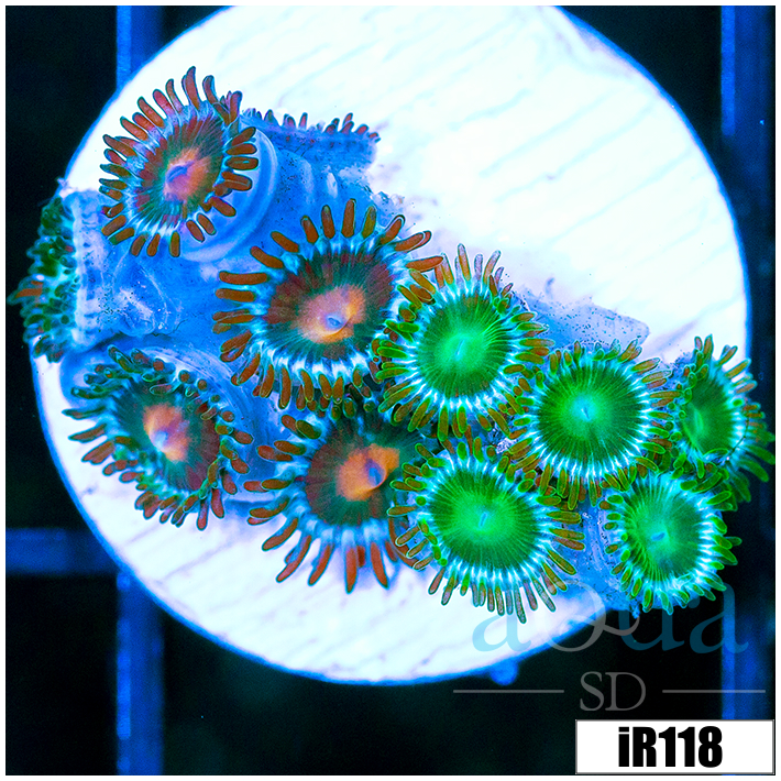 ASD Combo Zoanthids