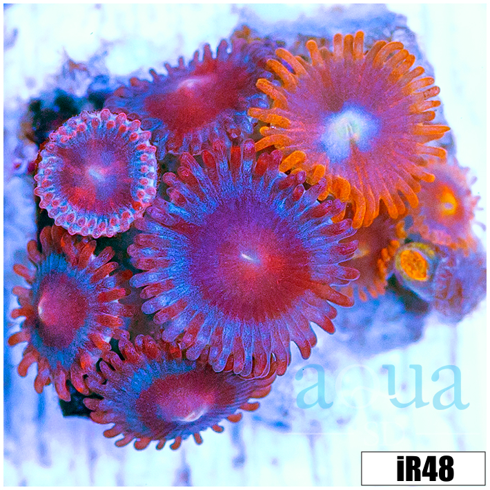 ASD Combo Zoanthids