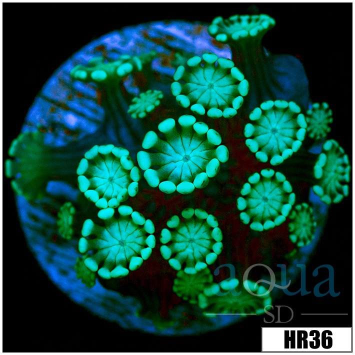 Green Petals Alveopora
