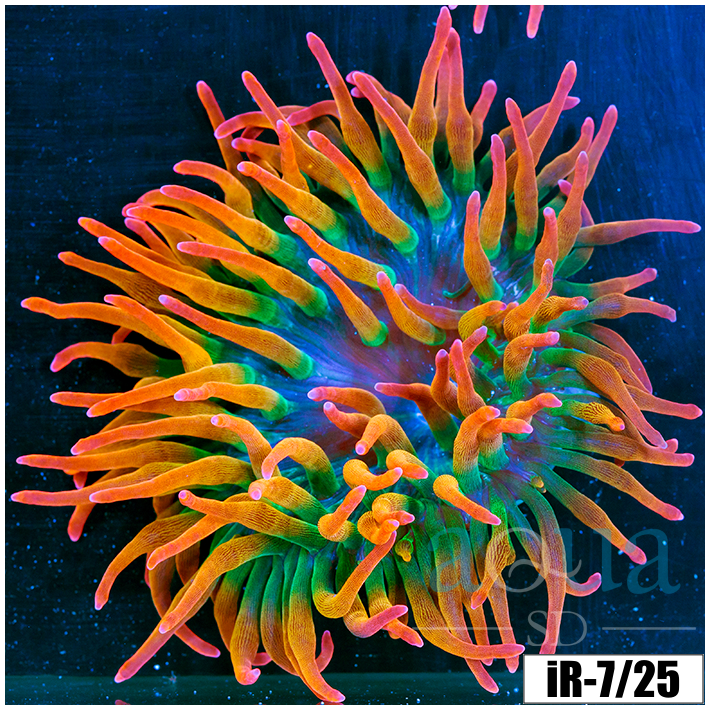 Large Homegrown Rainbow Bubble Tip Anemone