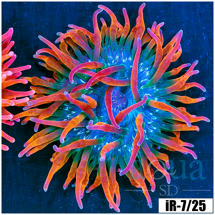 Large Homegrown Rainbow Bubble Tip Anemone