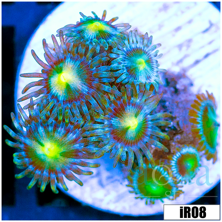 ASD Combo Zoanthids