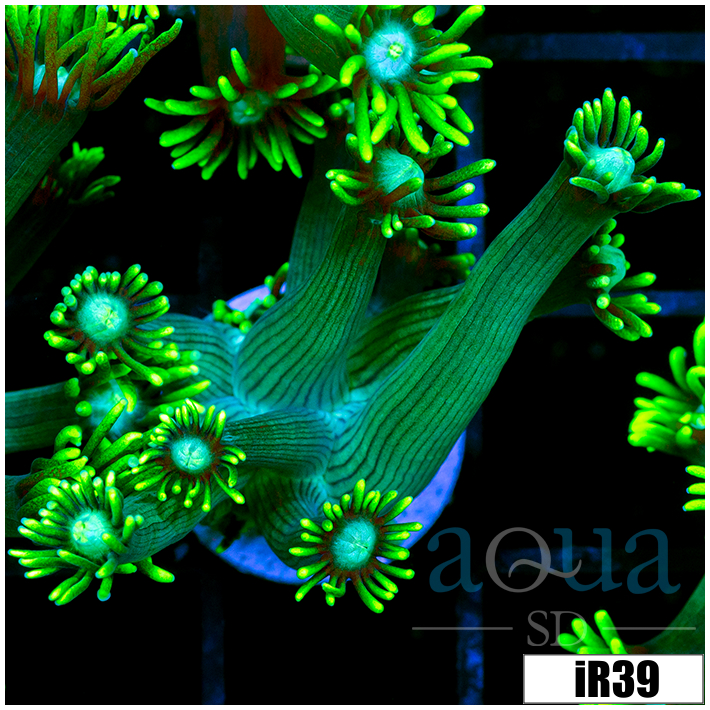 Neon Star Goni