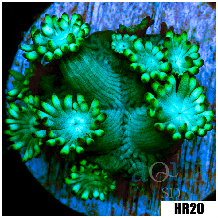 Green Petals Alveopora