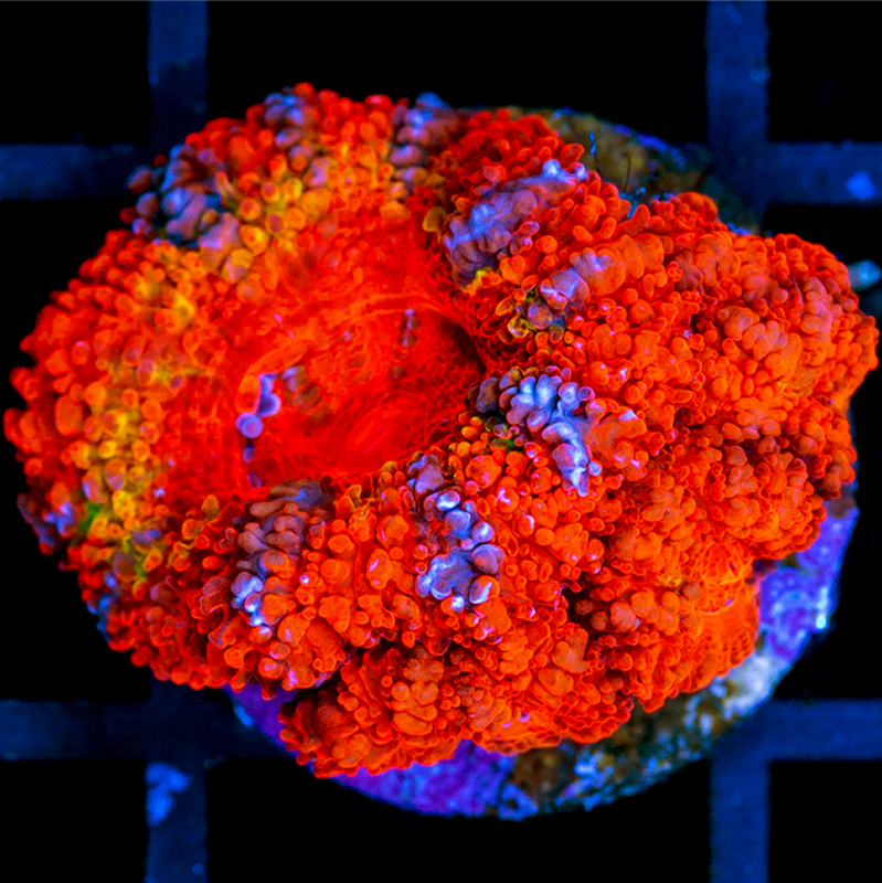 ASD Rainbow Acan Lord
