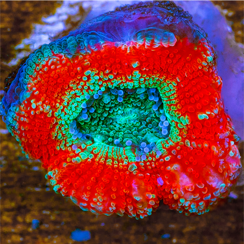 ASD Glitter Core Acan Lord