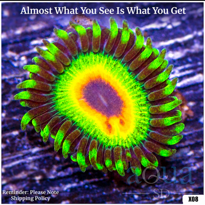 ASD Rasta Zoanthid