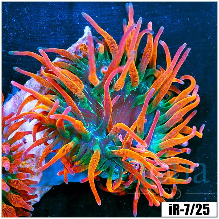 Large Homegrown Rainbow Bubble Tip Anemone