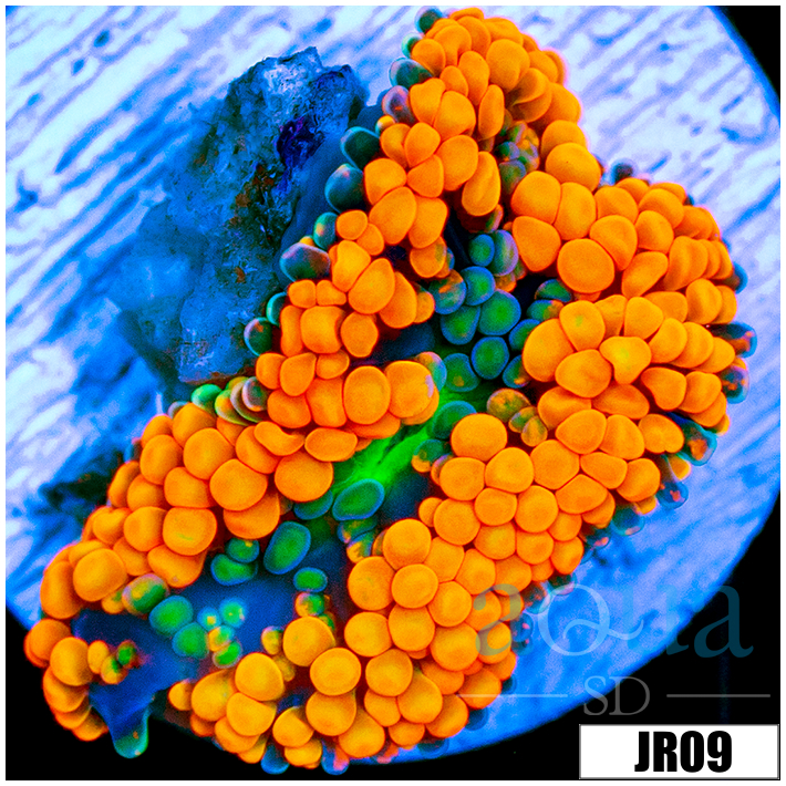 ASD Multicolor Florida Ricordea