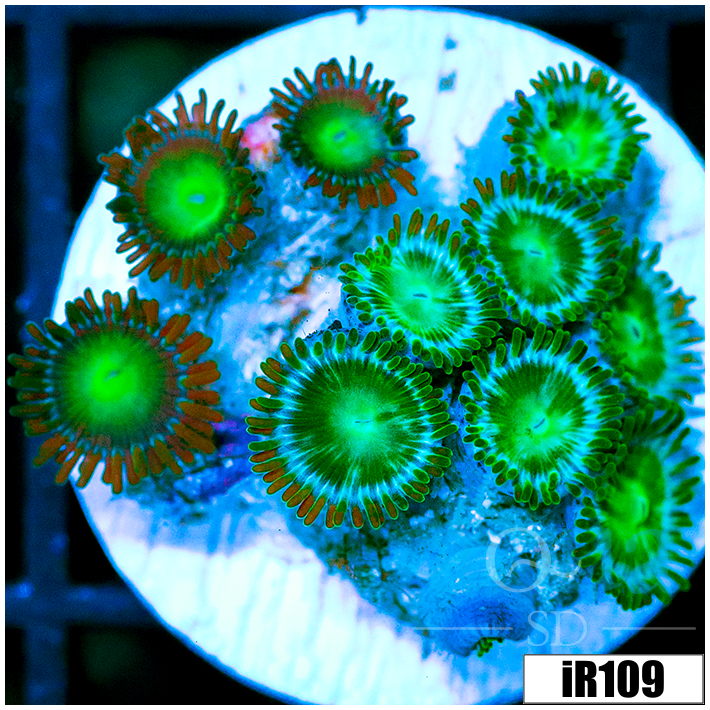 Dragon Eyes Zoanthids