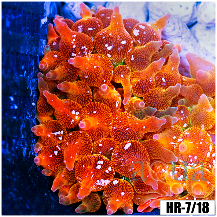 ASD Rainbow Bubble Tip Anemone