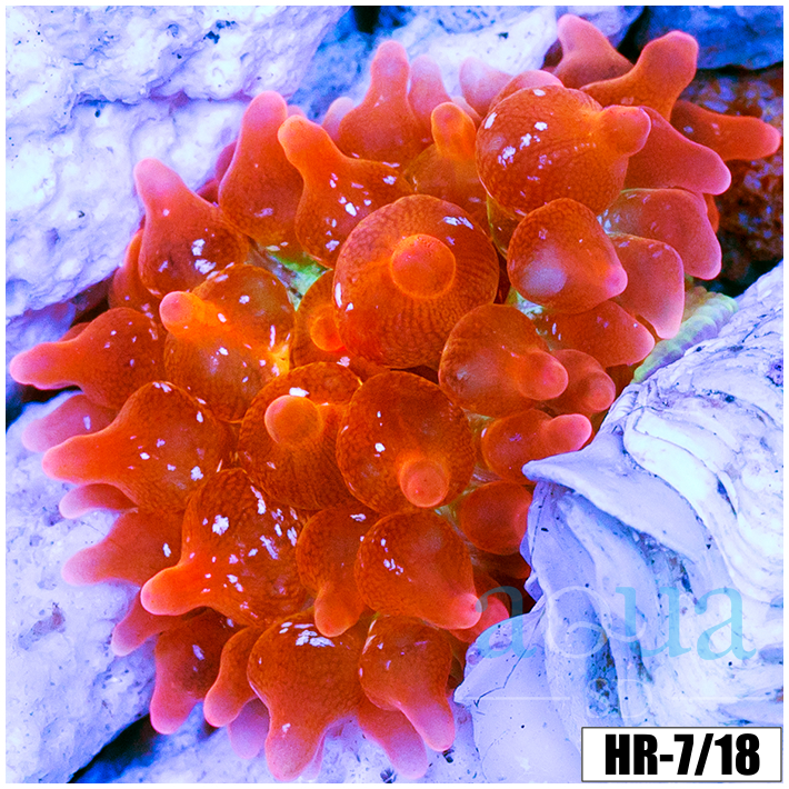 ASD Rainbow Bubble Tip Anemone