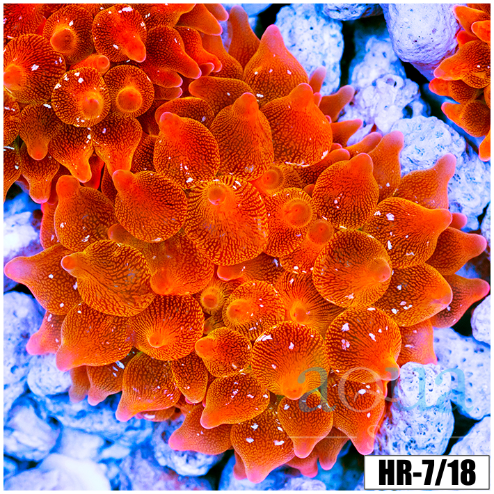 ASD Rainbow Bubble Tip Anemone