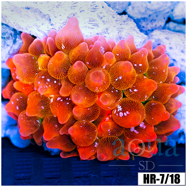 ASD Rainbow Bubble Tip Anemone