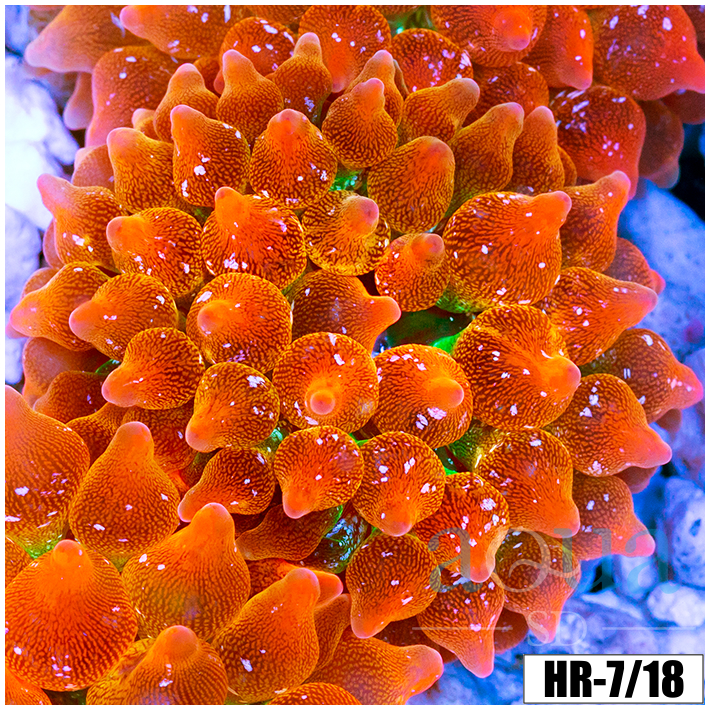 ASD Rainbow Bubble Tip Anemone