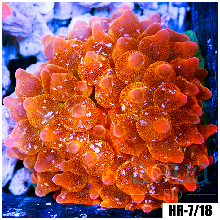 ASD Rainbow Bubble Tip Anemone