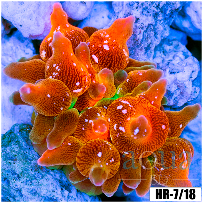 ASD Rainbow Bubble Tip Anemone
