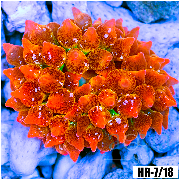 ASD Rainbow Bubble Tip Anemone