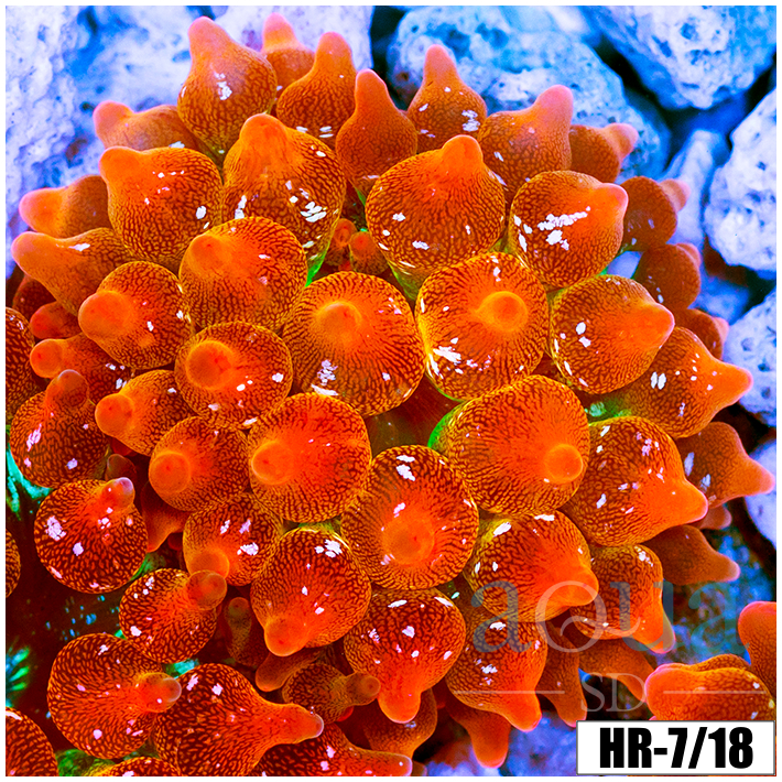 ASD Rainbow Bubble Tip Anemone