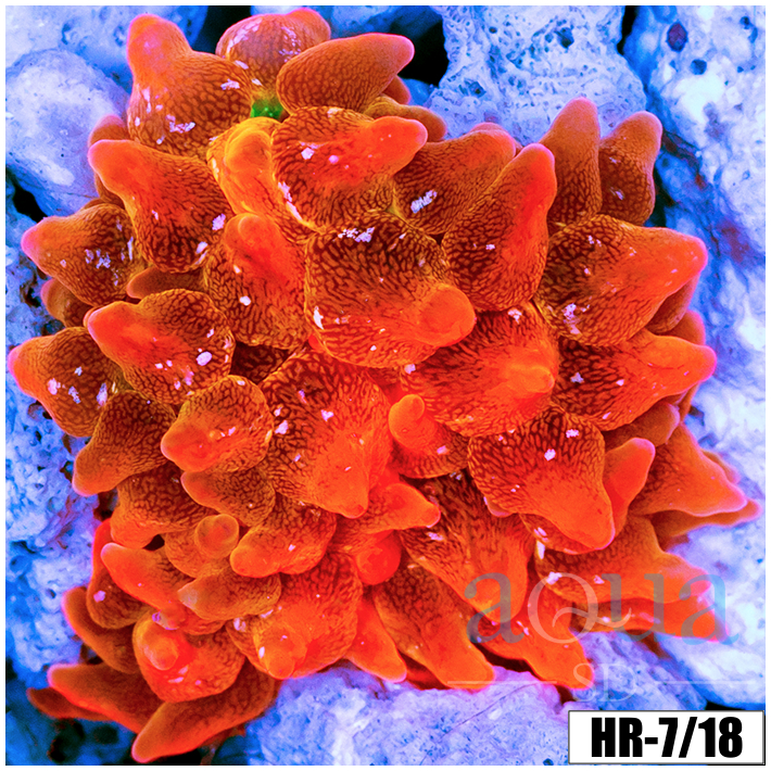 ASD Rainbow Bubble Tip Anemone