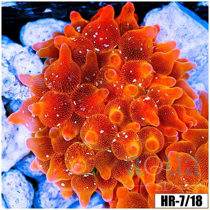 ASD Rainbow Bubble Tip Anemone
