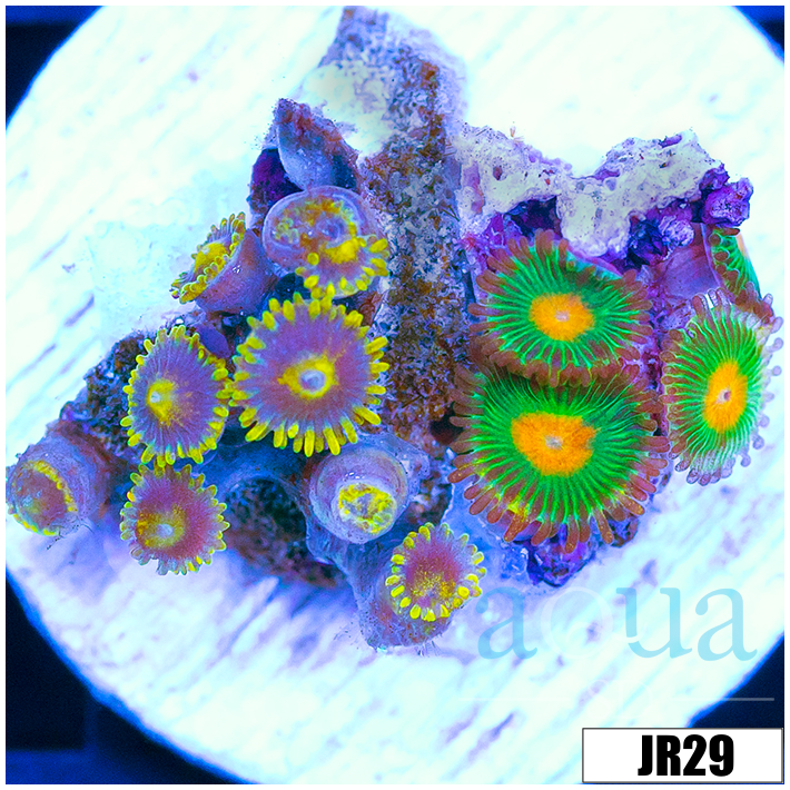 ASD Combo Zoanthids