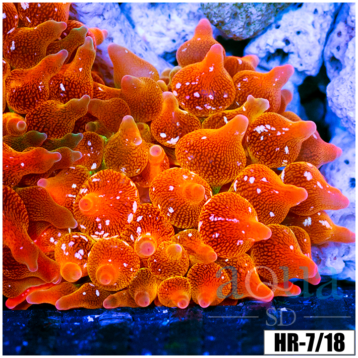 ASD Rainbow Bubble Tip Anemone