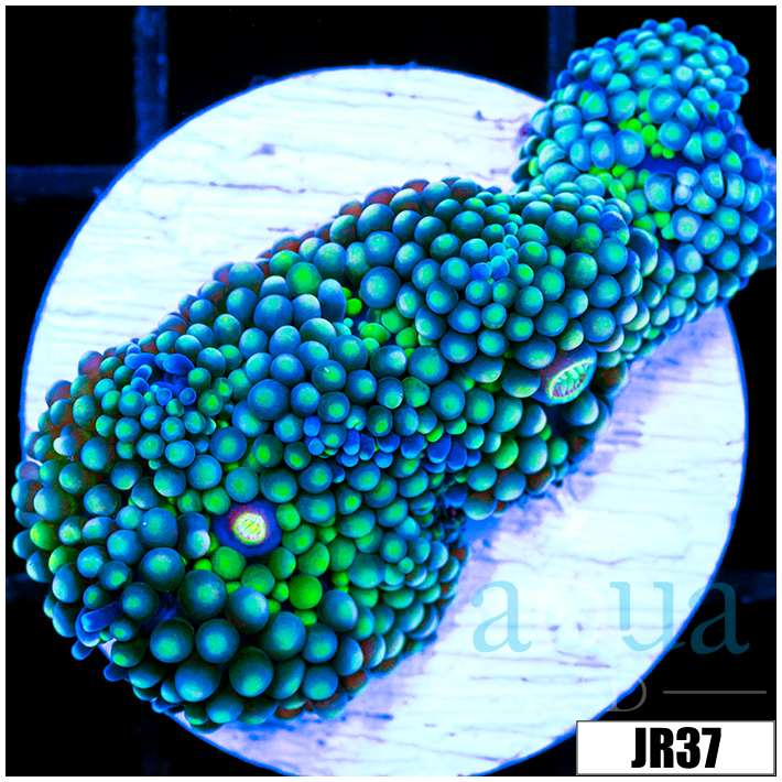 ASD Nuclear Florida Ricordea
