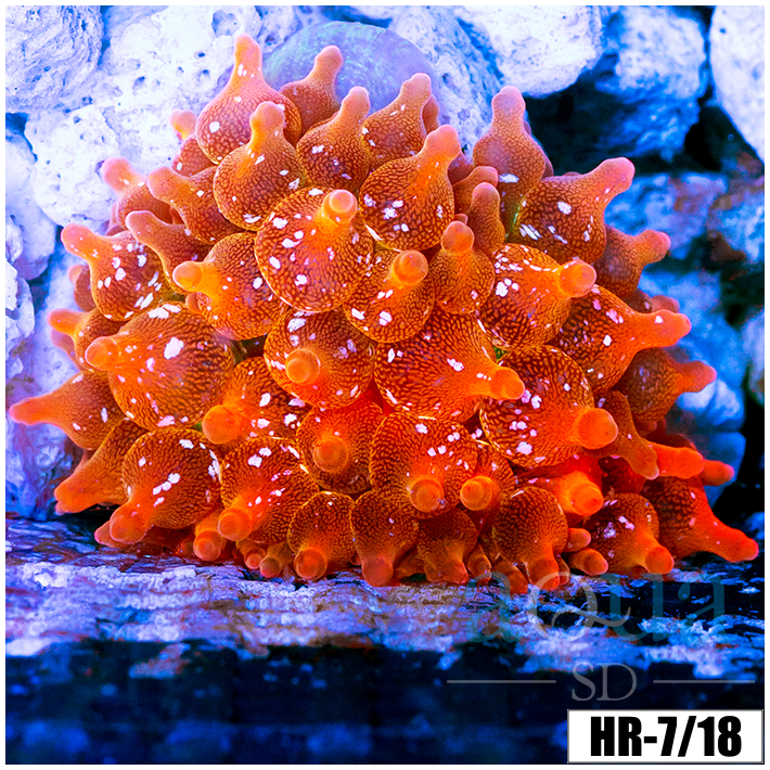 ASD Rainbow Bubble Tip Anemone
