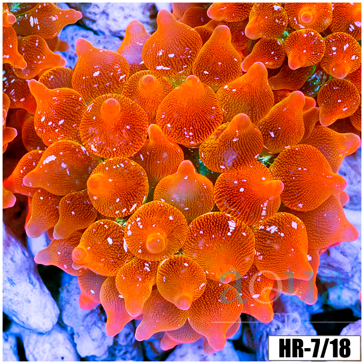 ASD Rainbow Bubble Tip Anemone