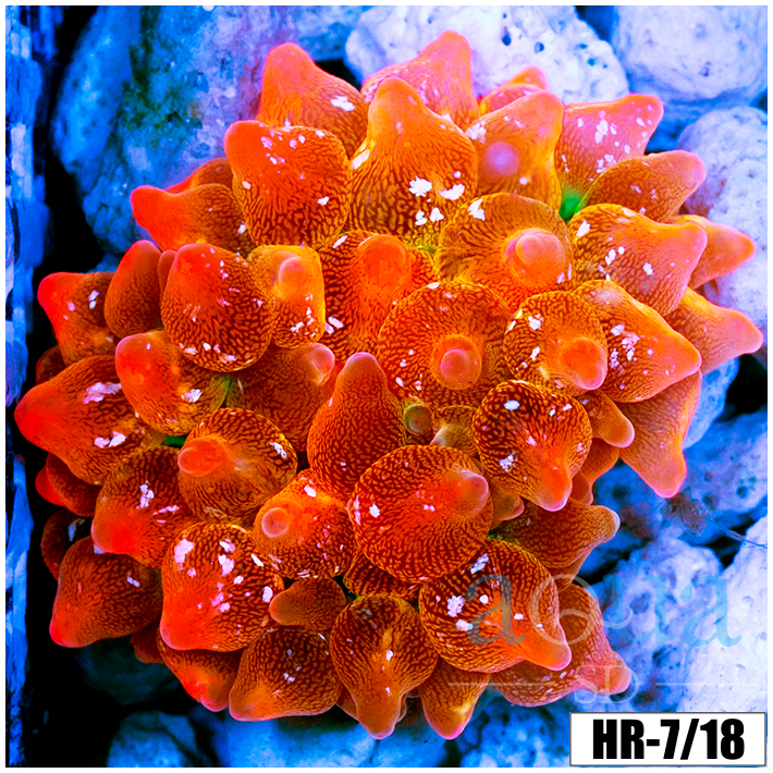 ASD Rainbow Bubble Tip Anemone