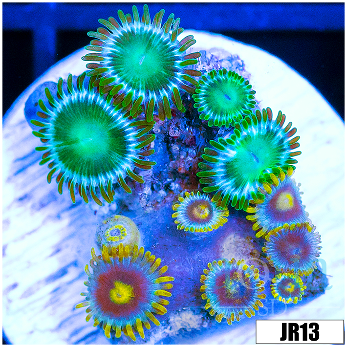ASD Combo Zoanthids