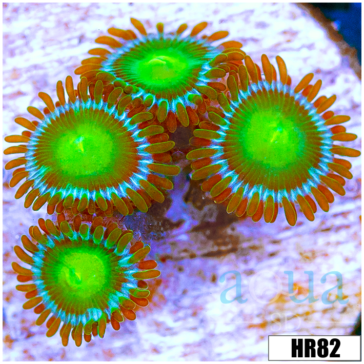Dragon Eyes Zoanthids